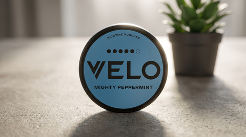 Blue VELO Mighty Peppermint tin on concrete surface with green succulent plant in background